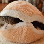 Uncle Sam's À l'intérieur