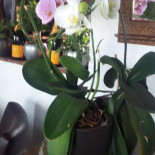 De Wapens Extérieur