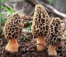 Bistro- De Smaak Comida