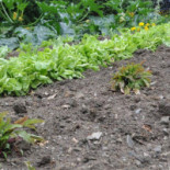 Maison Rouard Nourriture