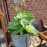 Le Damison Extérieur