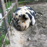 Achiel En Hector Nourriture