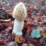 Nunu Schalkhaar Nourriture