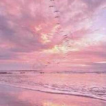 New York Pizza Nourriture