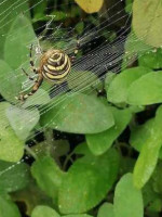 Hoeve Klein Mariëndaal Cibo