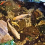 Het Kookpotje Nourriture