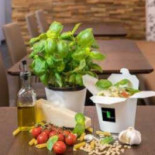 Pasta Zahi Nourriture