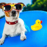 Guynemer Menen Nourriture