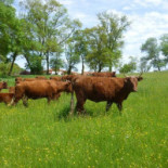 Postel Ter Heyde Comida