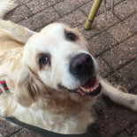 De Boshoeve Nourriture