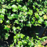 Bleu Blanc Nourriture