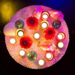 Strandpaviljoen Beachclub Citadel Comida