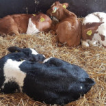 Juffrouw Jansen Extérieur