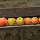 Knabbels En Knutsels Comida