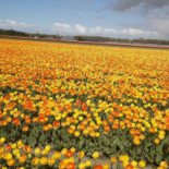 J.j. Janson En J.c. Janson-van Leeuwen Comida