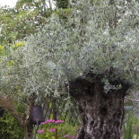 L' Ascoli Extérieur