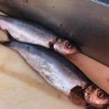 J&r Fish 'n Chips Comida