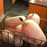 Döner Company Nourriture