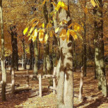 Le Bistro Extérieur