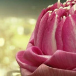 Chiangmai Nourriture