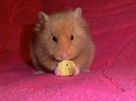 Hamstery Pepperoni food