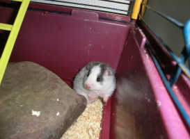 Hamstery Pepperoni food