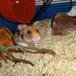 Hamstery Pepperoni Nourriture