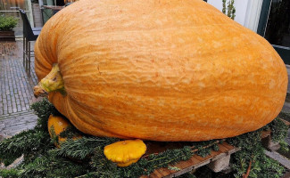 Brasserie Staverden food