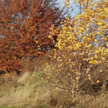 Cafetaria De Linde Extérieur