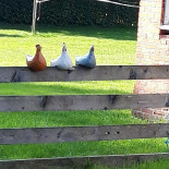 Nonas Schepijs Exterior