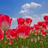 De Smaak Van Meer Extérieur