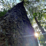 Boomkroonpad Extérieur