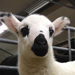 De Scheperij Nourriture