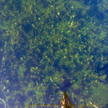 Oester Soja Extérieur