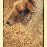 Cafetaria Polonia Carte