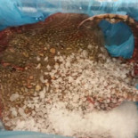 Posthoorn Nourriture