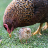 De Theeplaats Nourriture