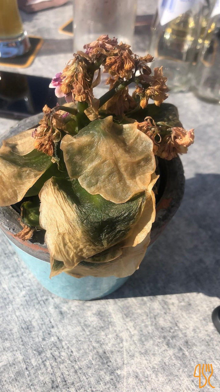 De Heksenboom Comida