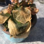 De Heksenboom Nourriture