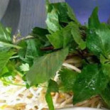 Café Ut Praothoes Nourriture