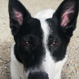 Café Ut Praothoes Nourriture