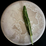 Rosa Arvensis Bebida