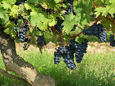 Eetcafé De Eikenhorst Extérieur