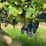 Eetcafé De Eikenhorst Extérieur