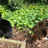 Camping Eibernest B.v. Extérieur