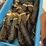 Nobel's Brood Bebida