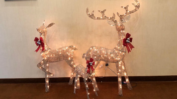 Oxalis À l'intérieur