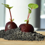 De Ertepeller Boisson