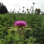 Martino Ijs Extérieur