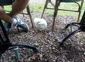 Theetuin Eemnes Boisson